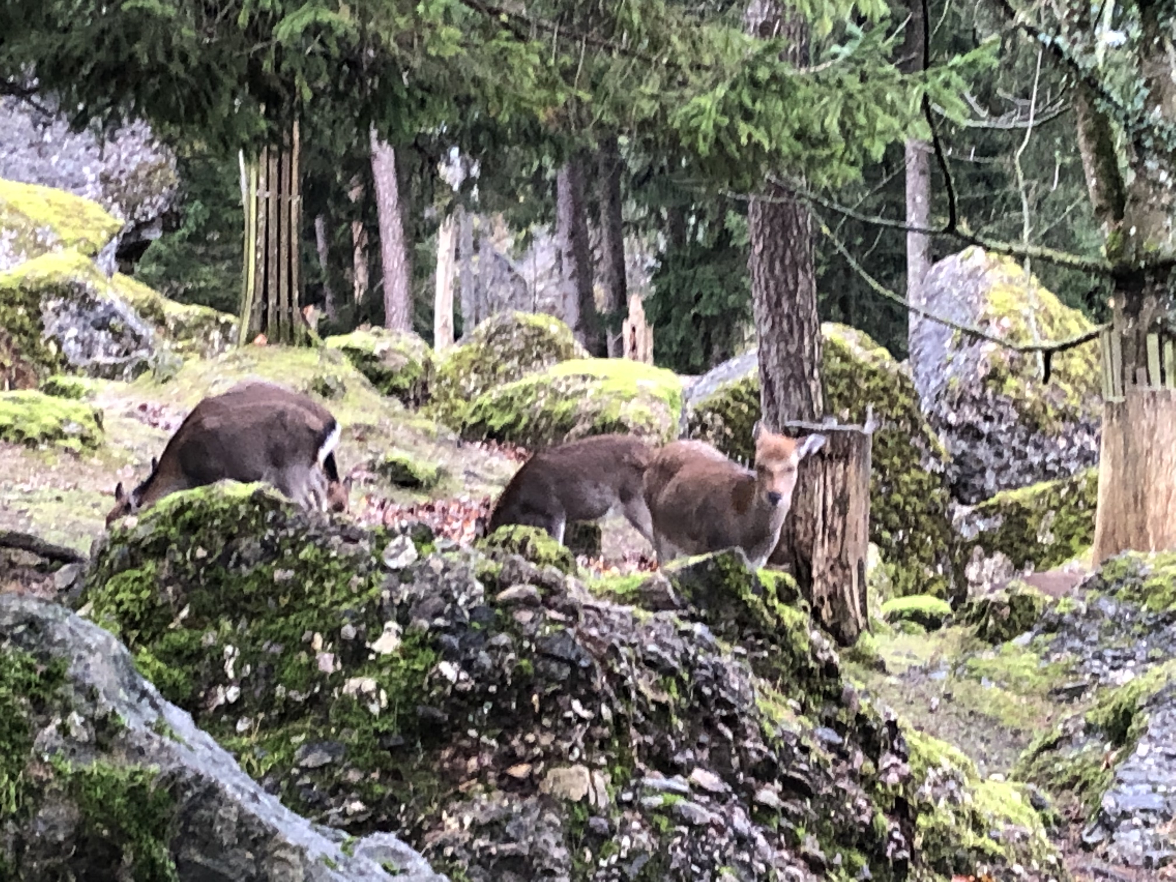 Betriebsausflug 2019 – Tierpark Goldau